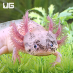 "Vanilla Bean" Sub Adult Dirty Leucistic Axolotl #3