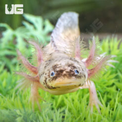 Sub Adult Dirty Leucistic Axolotl