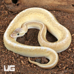 Baby Male Enchi Pastel Fire Pinstripe Ball Python