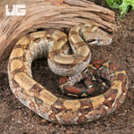Fire Het T+ Albino Boa