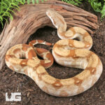 Fire T+ Albino Boa
