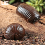 Thai Giant Pill Millipede