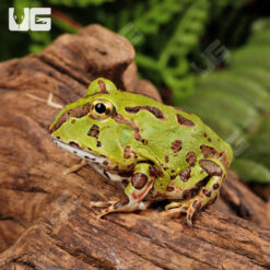 Green Pacific Pacman Frog