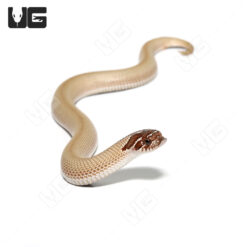 Baby Green Super Anaconda Het Snow Western Hognose Snake