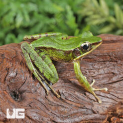 Hose's Rock Frog