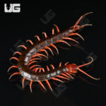 Indonesian Cherry Head Centipede