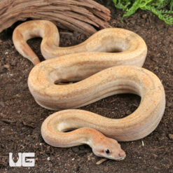 Male Salmon Boa