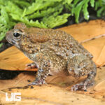 Niger Delta Toad