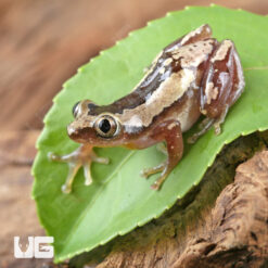 Nigerian Clown Reed Frog