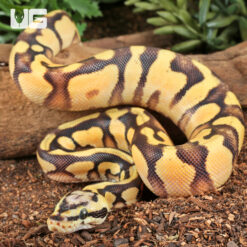 Baby Pastel Yellowbelly Scaleless Head Ball Python