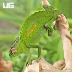 Peacock Chameleon