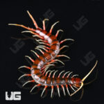 Scolopendra Subspinipes