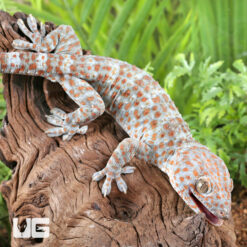 Silver Tokay Gecko