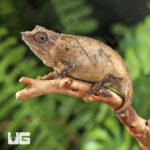 Spectral Pygmy Chameleon