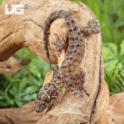 Spotted House Gecko