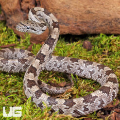 Baby White Oak Grey Ratsnake