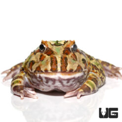 Adult Camo Pacman Frog