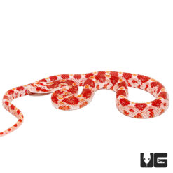 Baby Albino Cornsnake