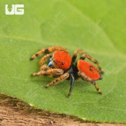 Apache Jumping Spider