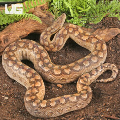C.B. Adult Male Argentine Rainbow Boa