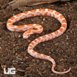 Baby Amel Motley Cornsnake