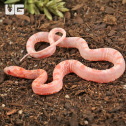 Baby Amel Scaleless Okeetee Cornsnake