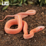 Baby Amel Scaleless Tessera Cornsnake