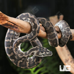 Baby Axanthic Irian Jaya Carpet Python