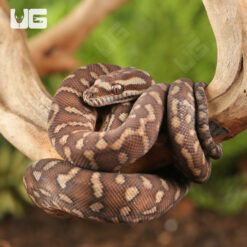 Baby Bredl's Python