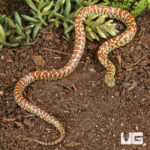 Lampropeltis getula brooksi-2194979