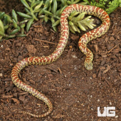 Lampropeltis getula brooksi-2194979