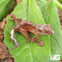 Baby Inkspot Crested Gecko