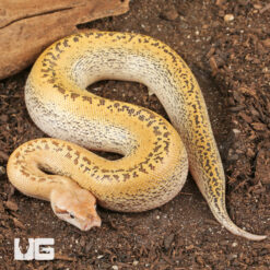 Ivory Batik Blood Python
