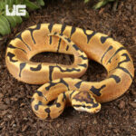 Baby Female Enchi Hidden Gene Woma Het Clown Ball Python