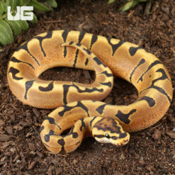 Baby Female Enchi Hidden Gene Woma Het Clown Ball Python