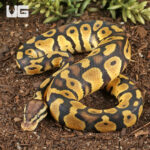 Baby Male Pastel Chocolate Het Desert Ghost Ball Python