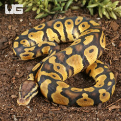 Baby Male Pastel Chocolate Het Desert Ghost Ball Python