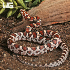 Baby Miami Okeetee Cornsnake