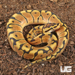 Baby Male Hidden Gene Woma Het Clown Ball Python