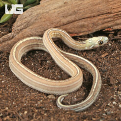 Baby Scaleless Caramel Tessera Cornsnake