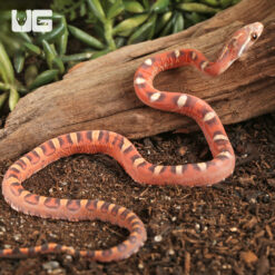 Baby Scaleless Hypo Cornsnake