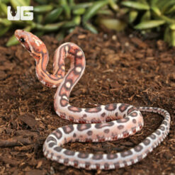 Baby Scaleless Okeetee Cornsnake