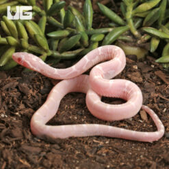 Baby Scaleless Snow Cornsnake