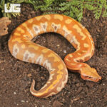 T+ Albino Blood Python