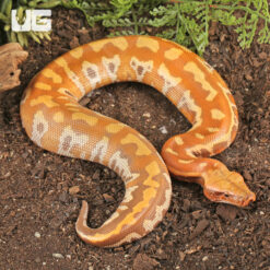 T+ Albino Blood Python