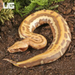 Baby T+ Albino Golden Eye Blood Python