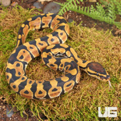 Baby Dinker Ball Python