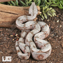Female Bolivian Redtail Boa #4