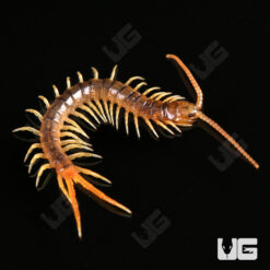 Baby Gold Sumbawa Centipede