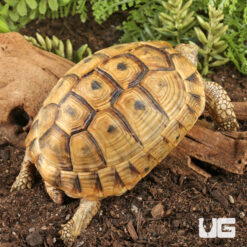 Greek Tortoise